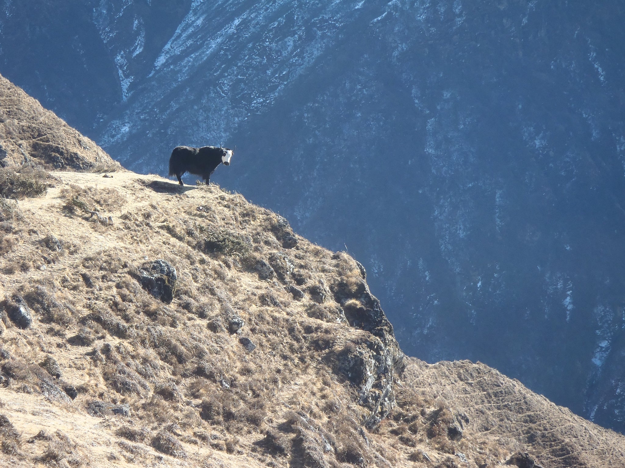 The amazing Yak: as big as a cow, with a head for heights and astounding agility