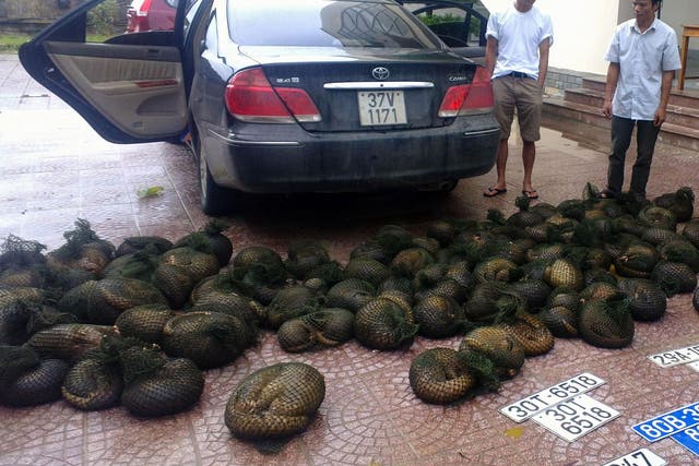 Two suspected wildlife smugglers caught with pangolins in Vietnam