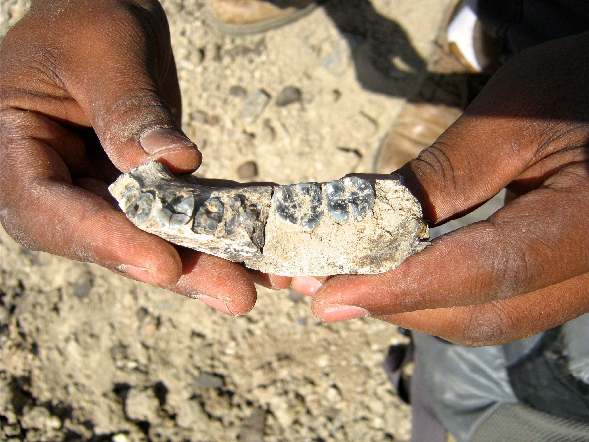 The 2.8 million-year-old human jaw bone fossil found in Ethiopia