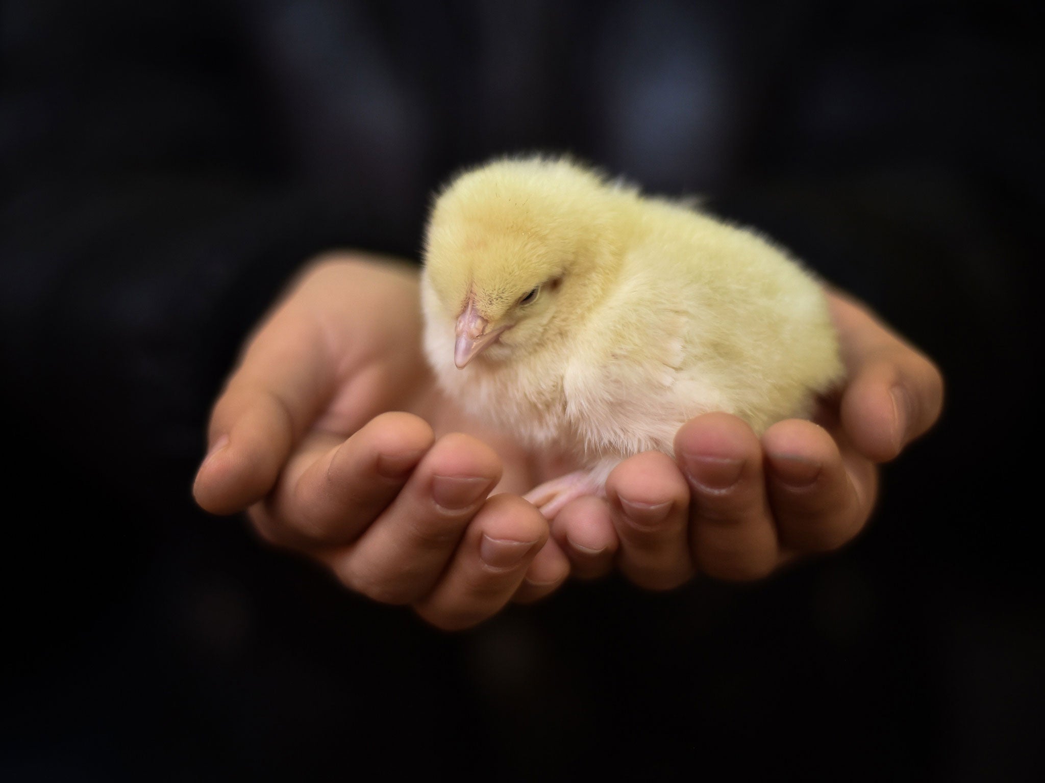 A boy holds a chick during the Russian National Agricultural Exhibition Golden Autumn 2014 in Moscow on October 9, 2014.