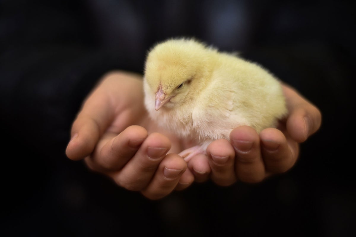 Hatched, discarded, gassed: What happens to male chicks in the UK | The ...