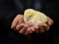 Hatched and gassed: What happens to male chicks in the UK