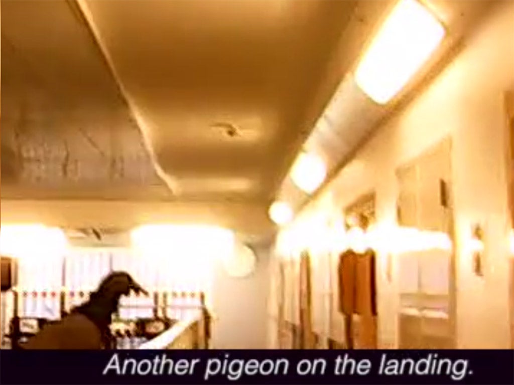 A pigeon shown inside Harmonds-worth detention centre