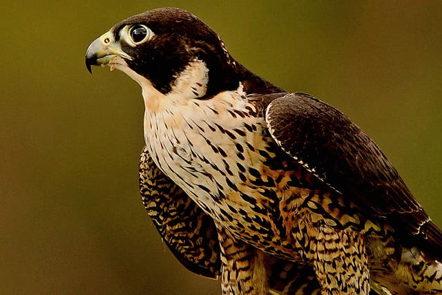 Art trumps nature: A peregrine falcon