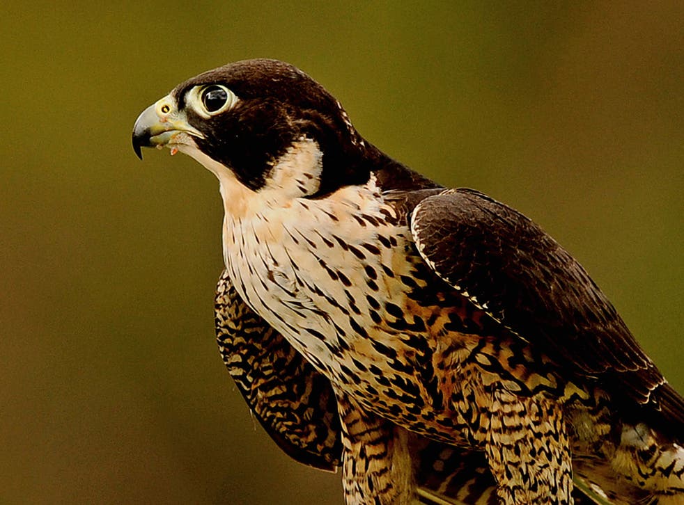 Art trumps nature: A peregrine falcon