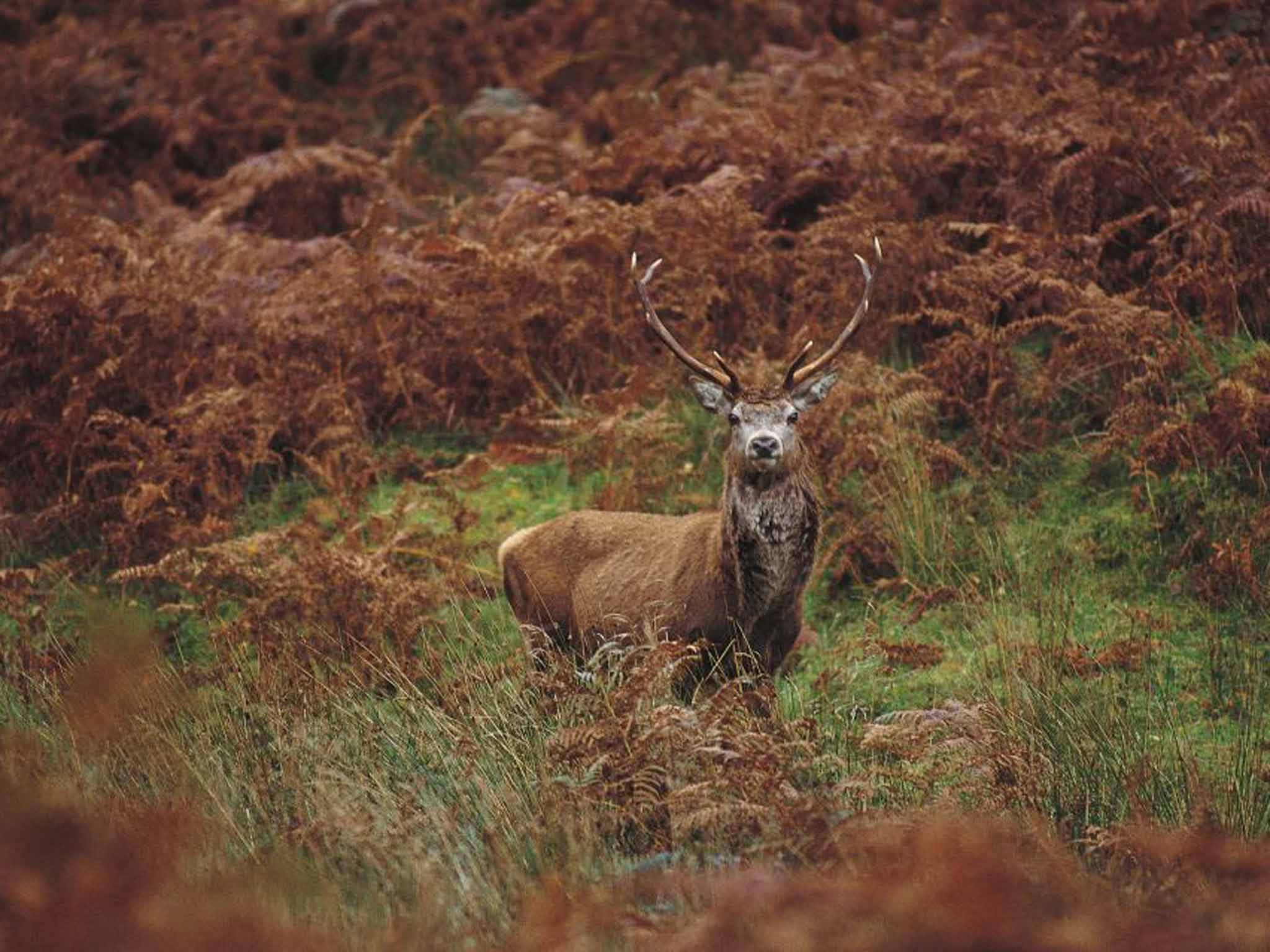 A red deer stag in his pomp