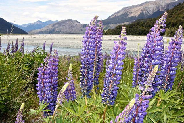 World's end: lupins at New Zealand's southern tip