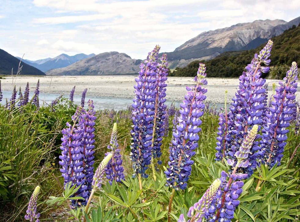 World's end: lupins at New Zealand's southern tip