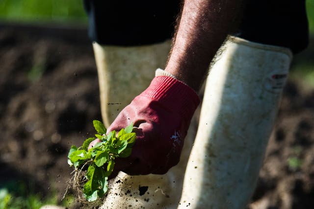 Dig deep: Weeding provides the chance to engage with the world outside