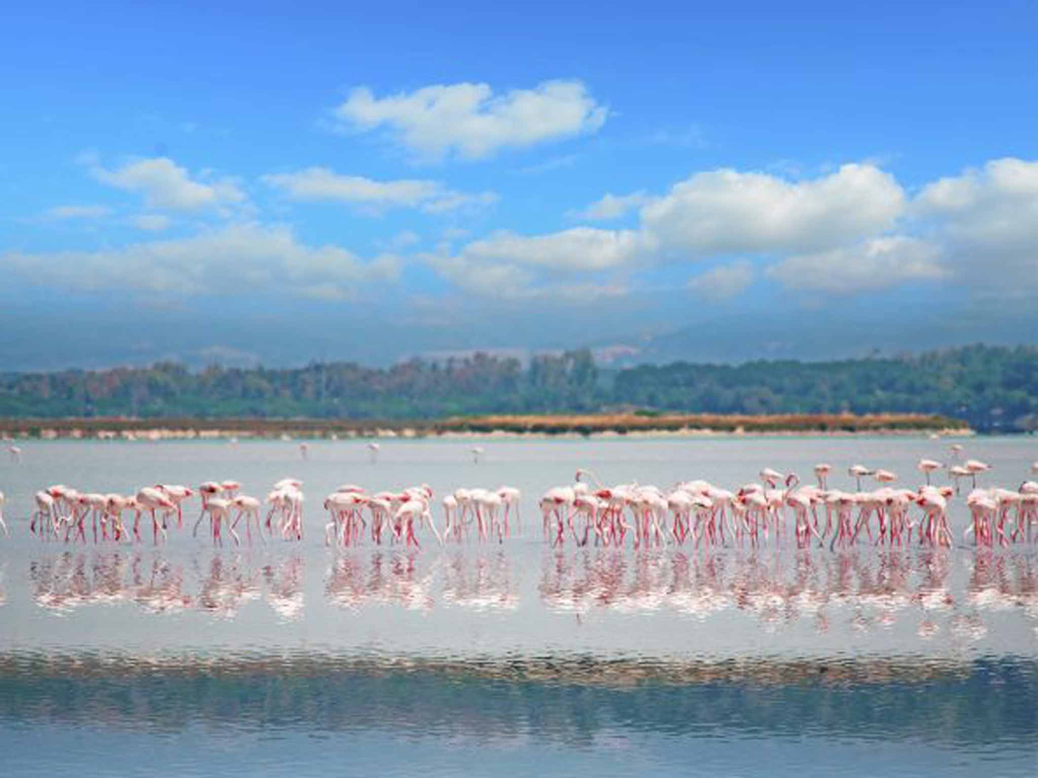 In the pink: flamingos stop off in Sardinia
