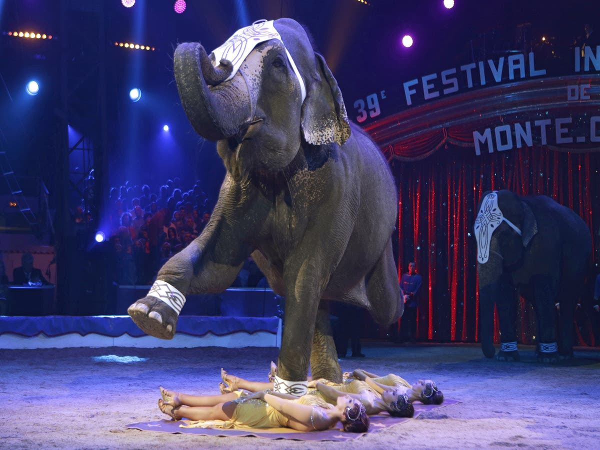 Цирк прикол. Животные в цирке. Слон в цирке. Смешной цирк. Изображение цирка.