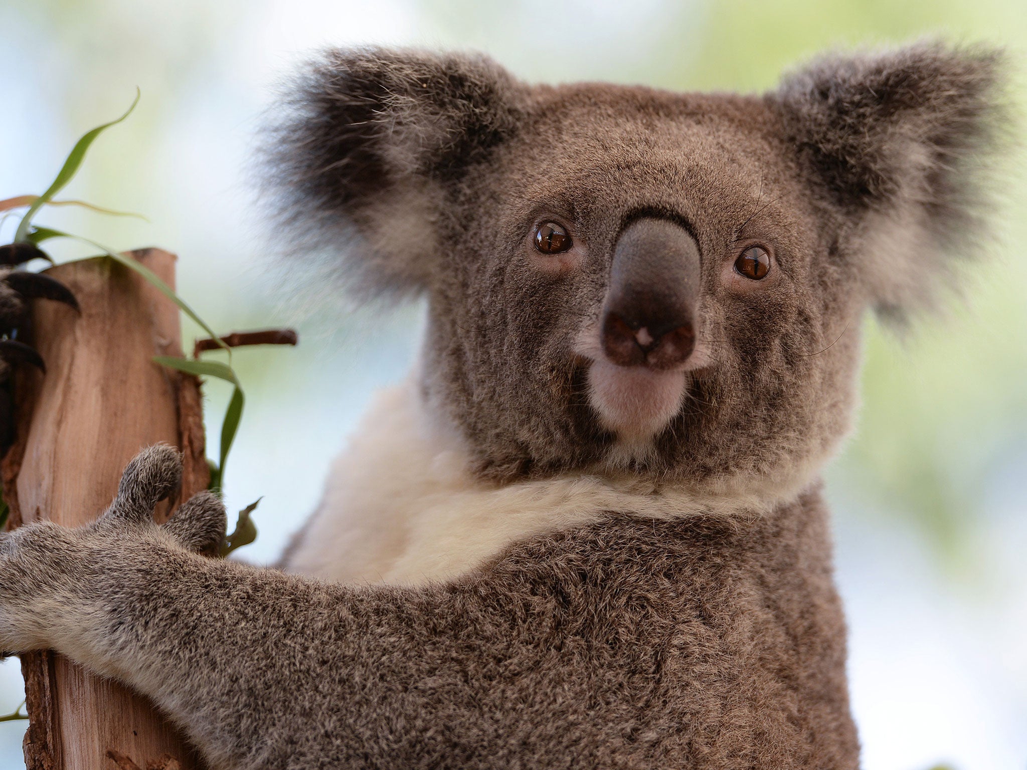 Almost 700 koalas were caught and killed in the same area over the last two years