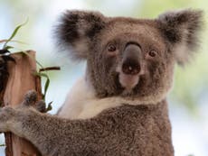 Almost 700 koalas secretly culled in Australia because 'they were just