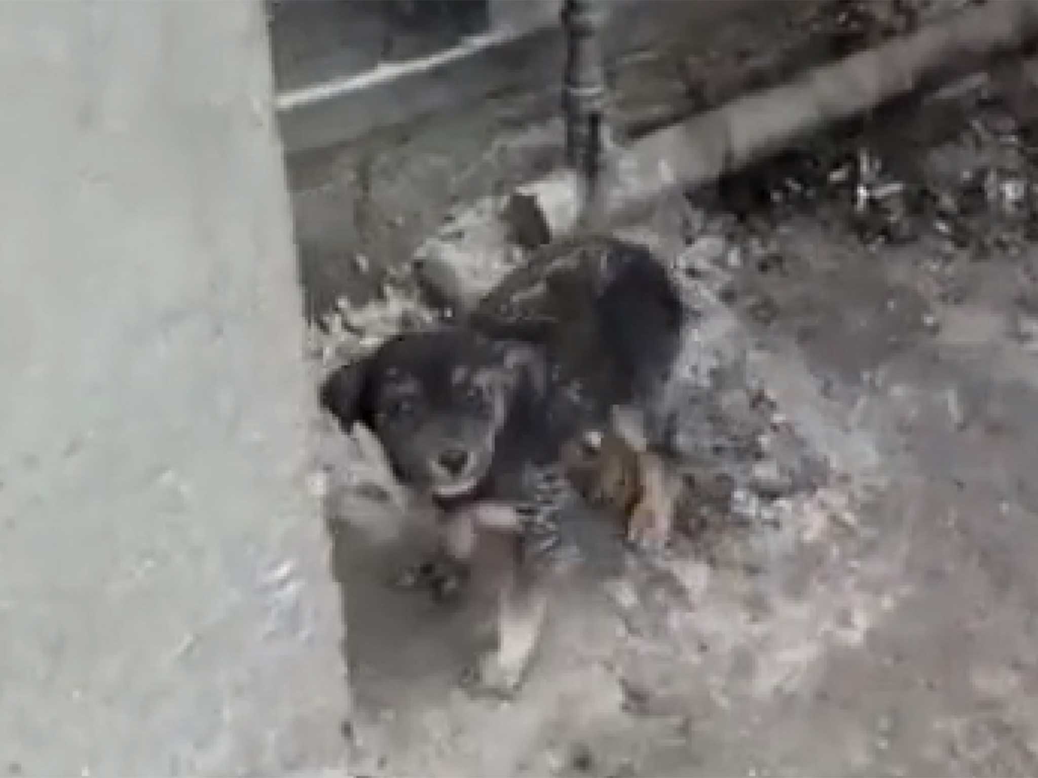 A small dog wanders aroud the site in Azerbaijan