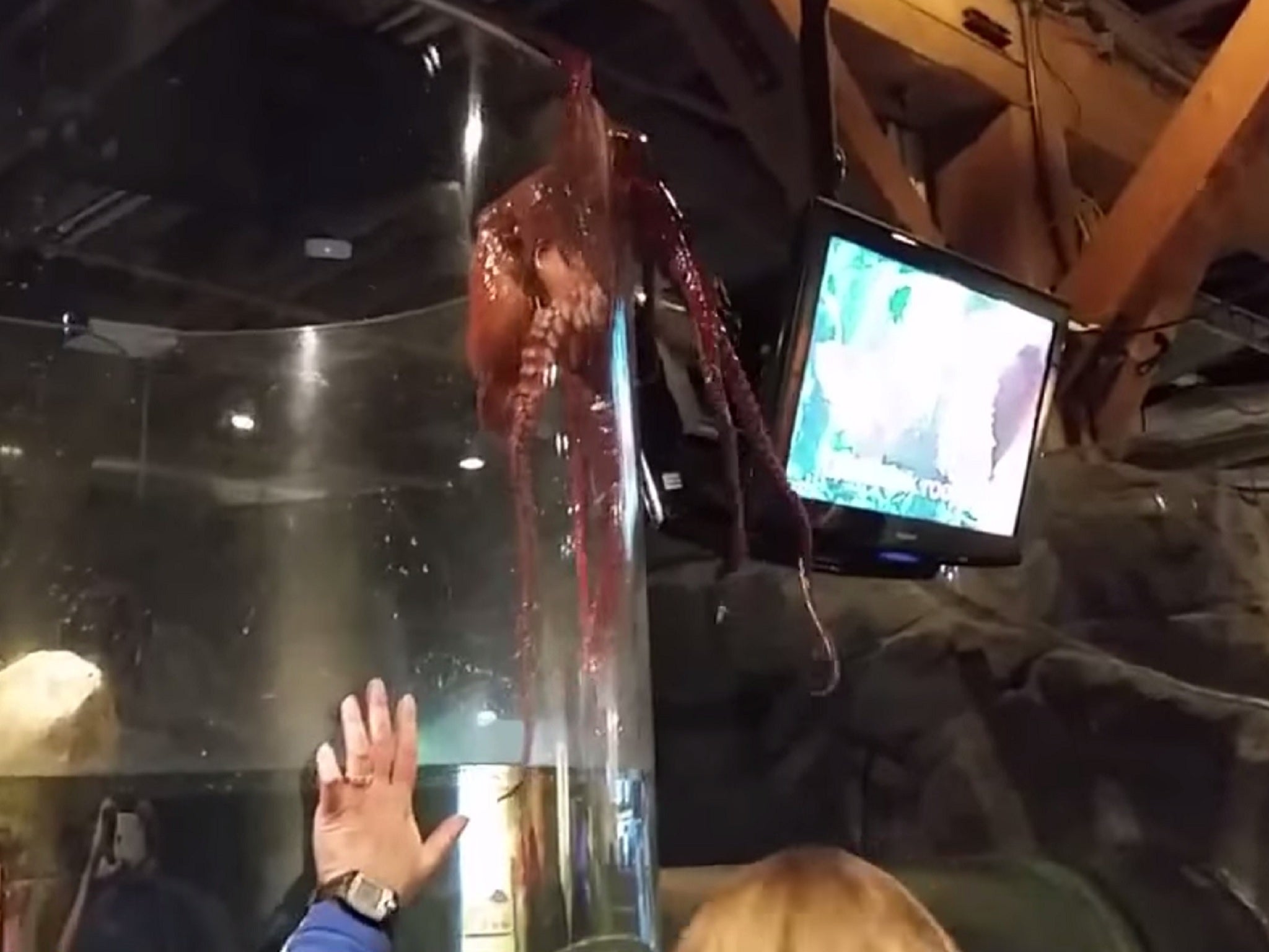 The Giant Pacific octopus inches its way over the glass enclosure