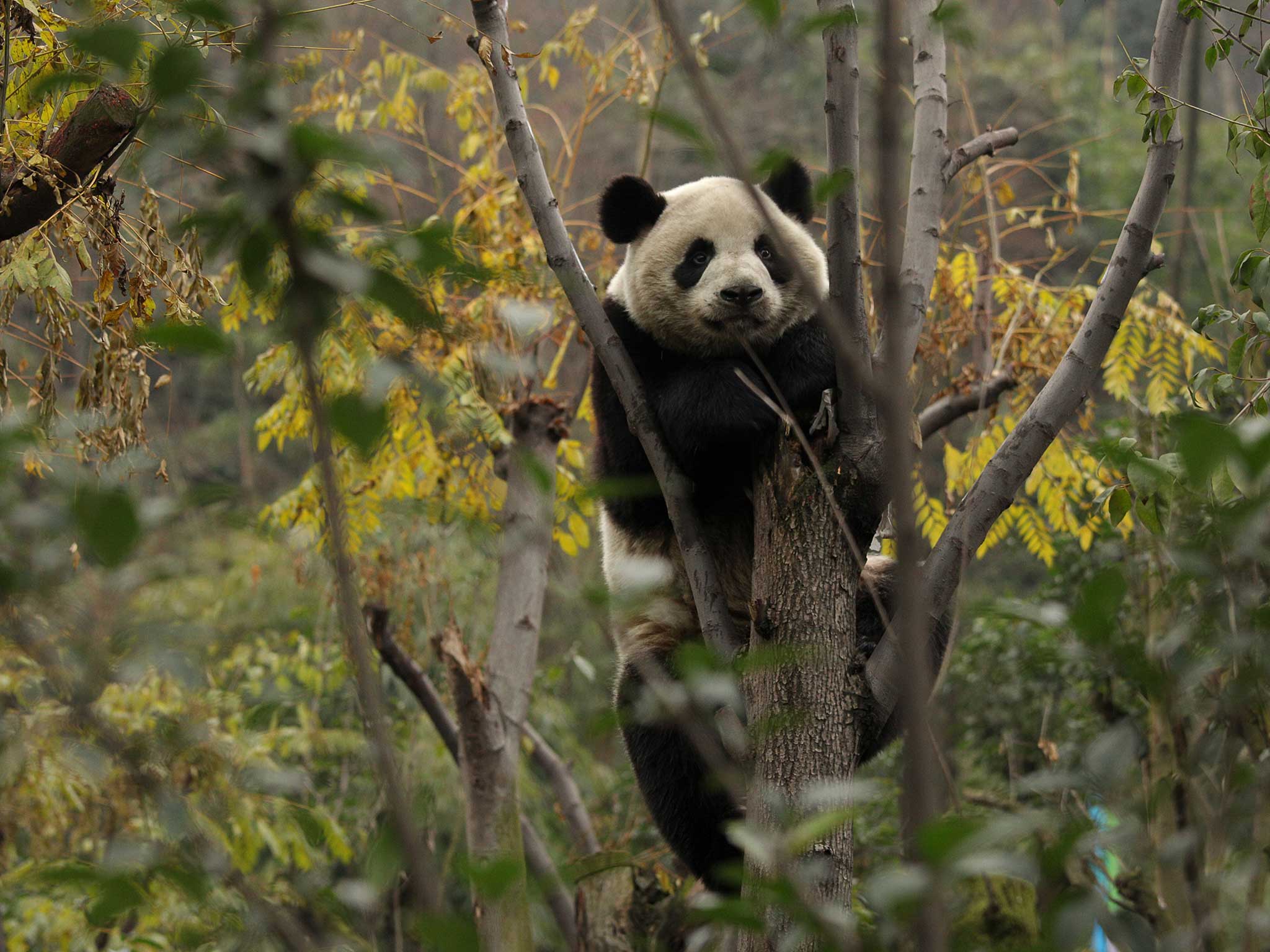 A Giant Panda up a tree in China