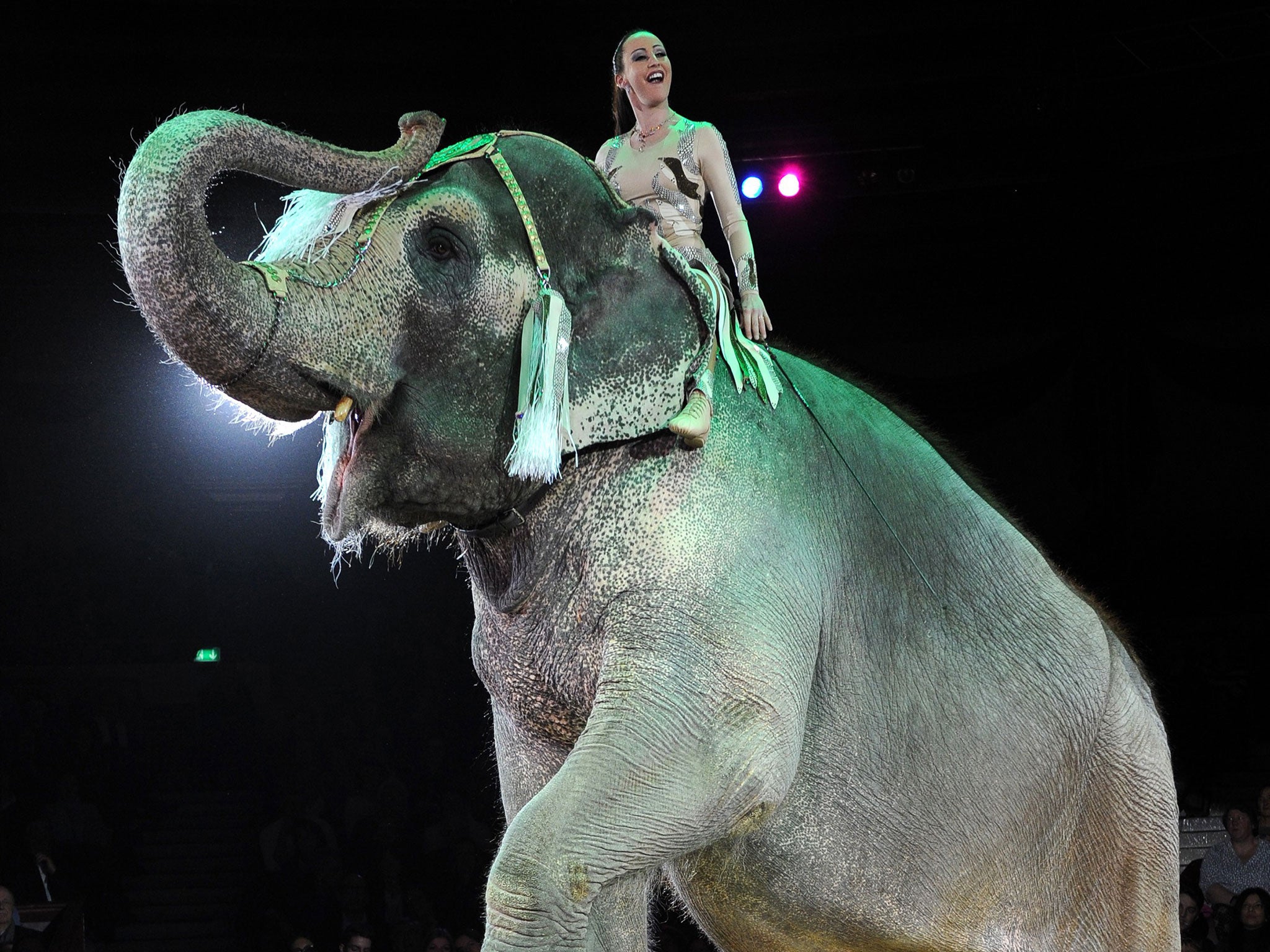David Cameron has called the use of wild animals in circuses an ‘outdated practice’ 