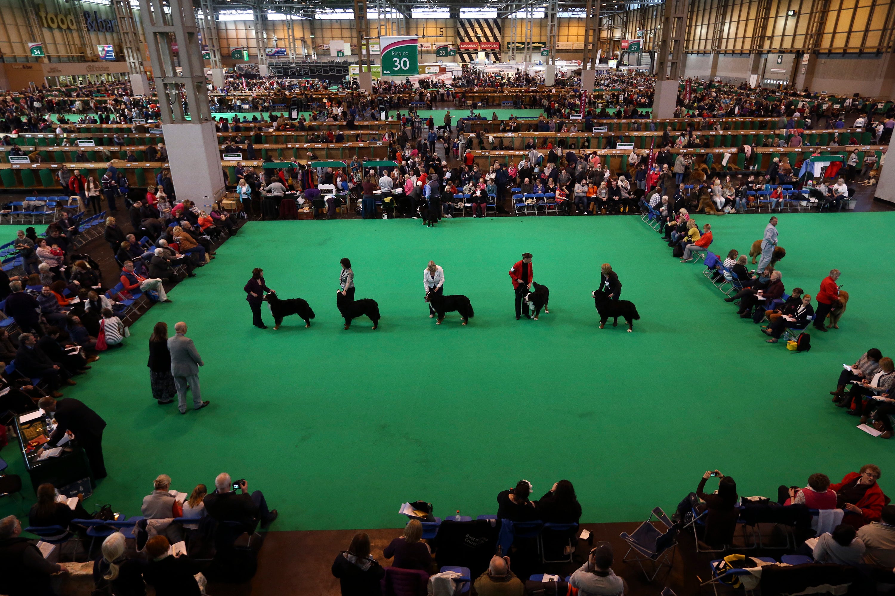 Jagger the Irish Setter died after coming second in his class at Crufts 2015 (Getty)