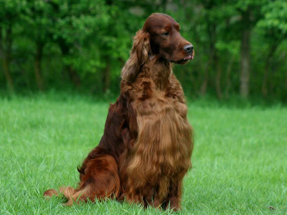 Jagger the Irish Setter was poisoned while competing at dog show Crufts