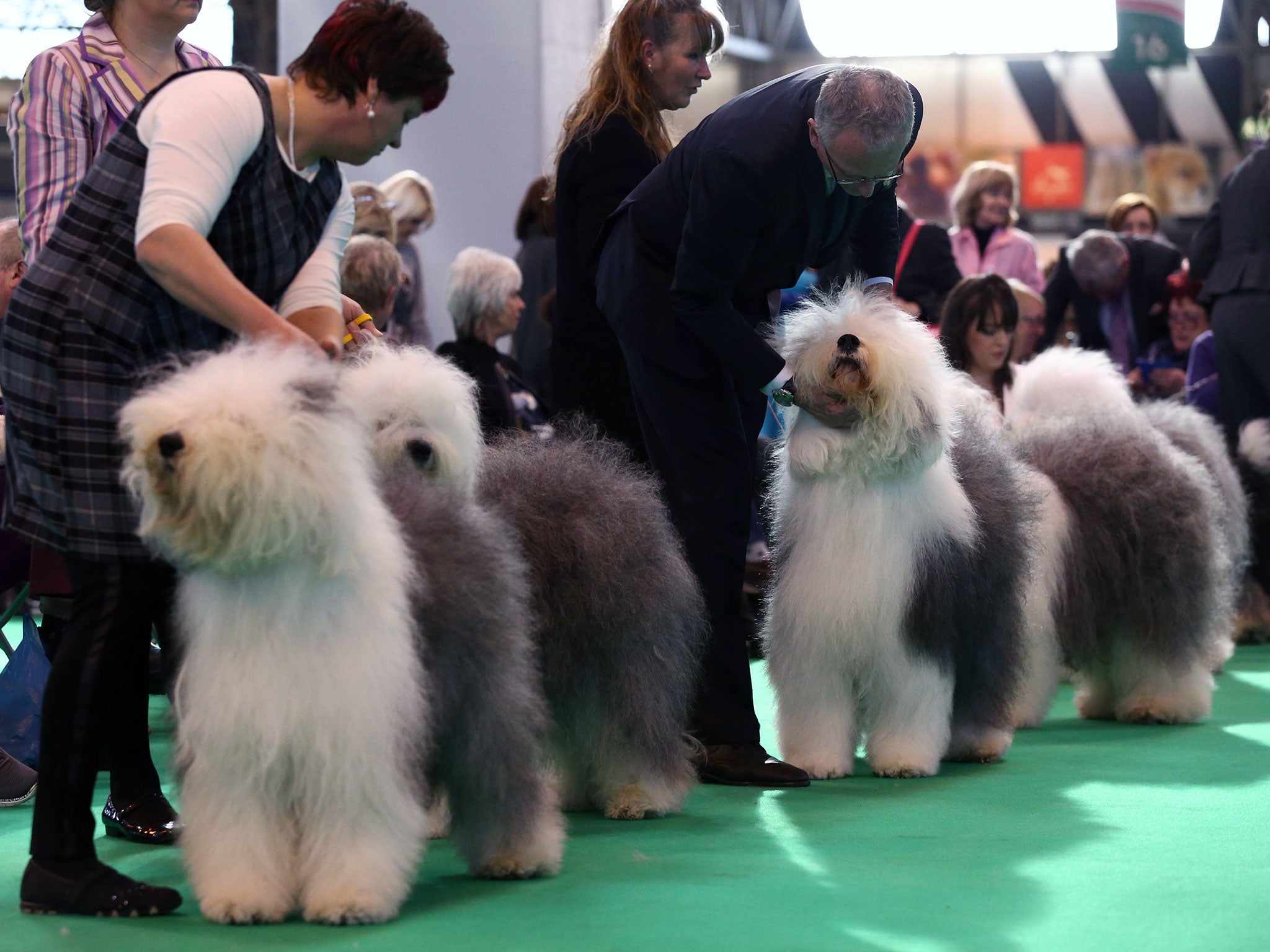 Polish Lowland Sheepdogs are paraded in the show ring during Crufts