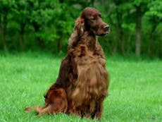 Read more

Crufts dog death: Prize-winning Irish setter 'poisoned in Belgium', post-mortem suggests