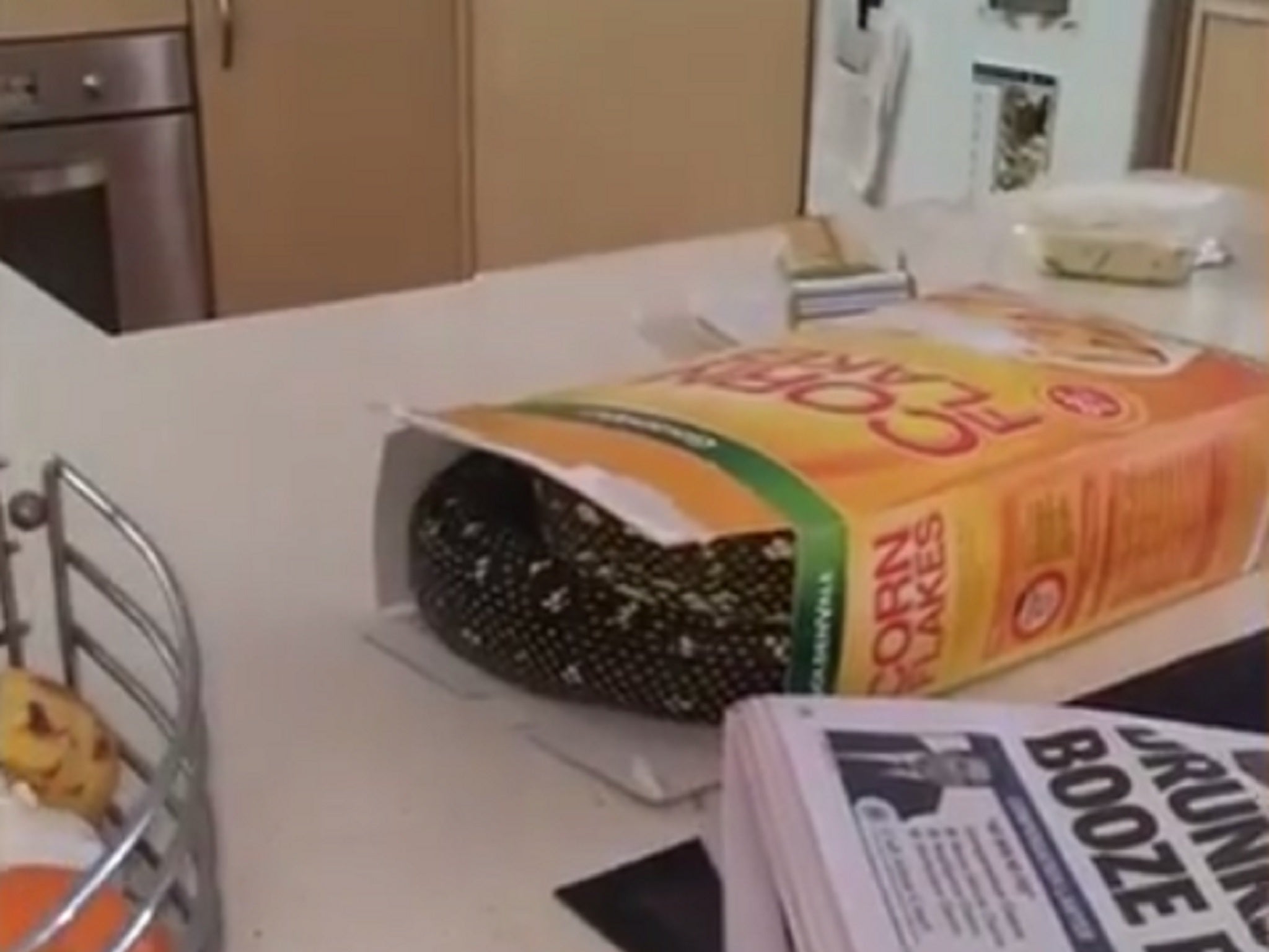 The snake that caused a man to flee his kitchen in fright after being found coiled up and hiding in a cereal box