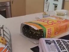 Man finds a python in his box of breakfast cereal