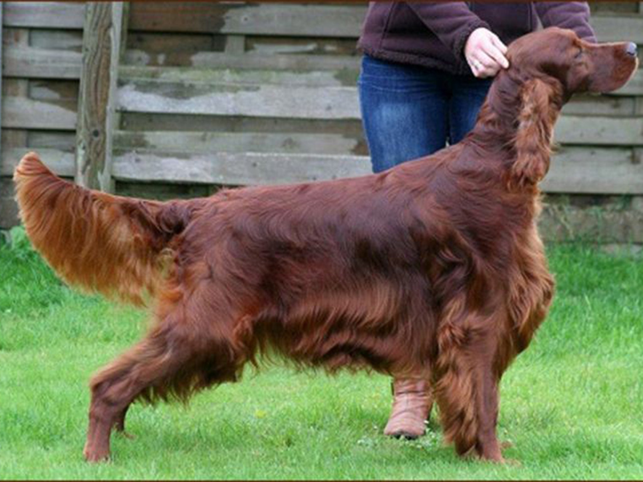 Jagger was a three-year-old Irish Setter, whose show name was Thendara Satisfaction