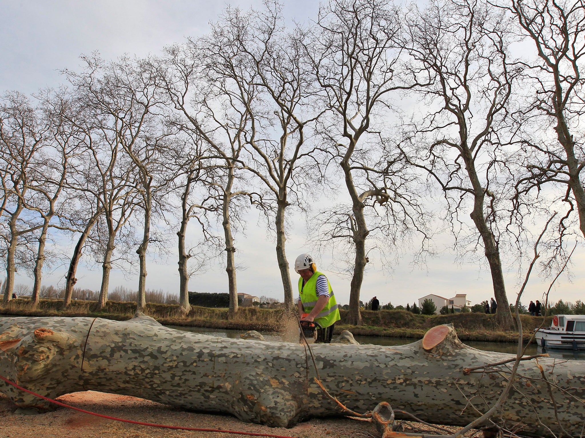 Napoleon is credited with lining French roads with trees to enable his soldiers to march in the shade