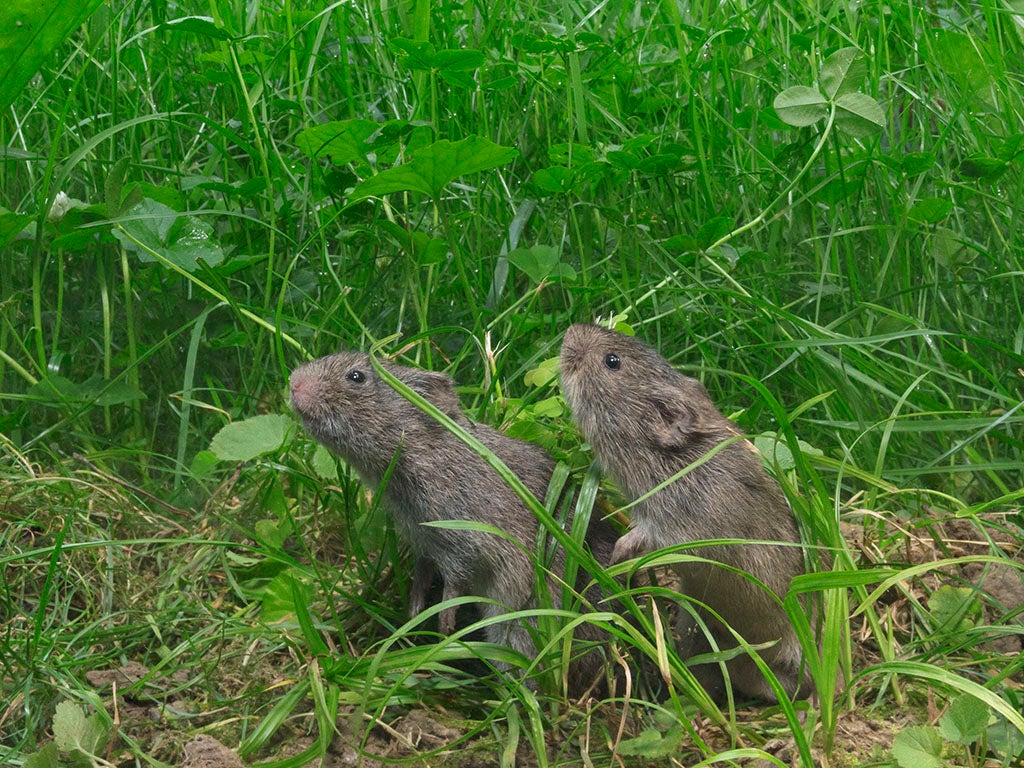 Prairie Vole pair in prairie in summer, Indiana