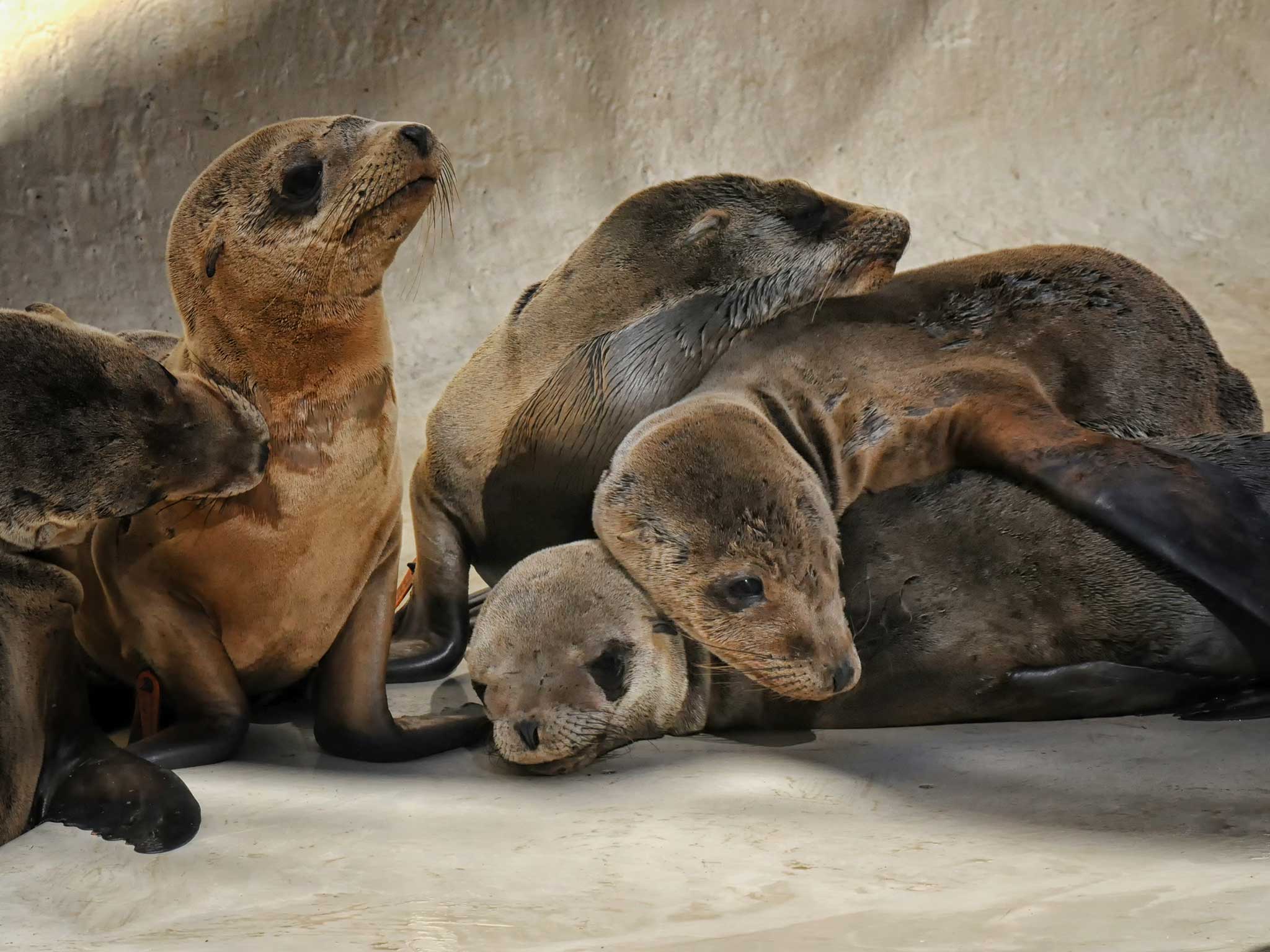 The Sea Lion pups are now being cared for by volunteers