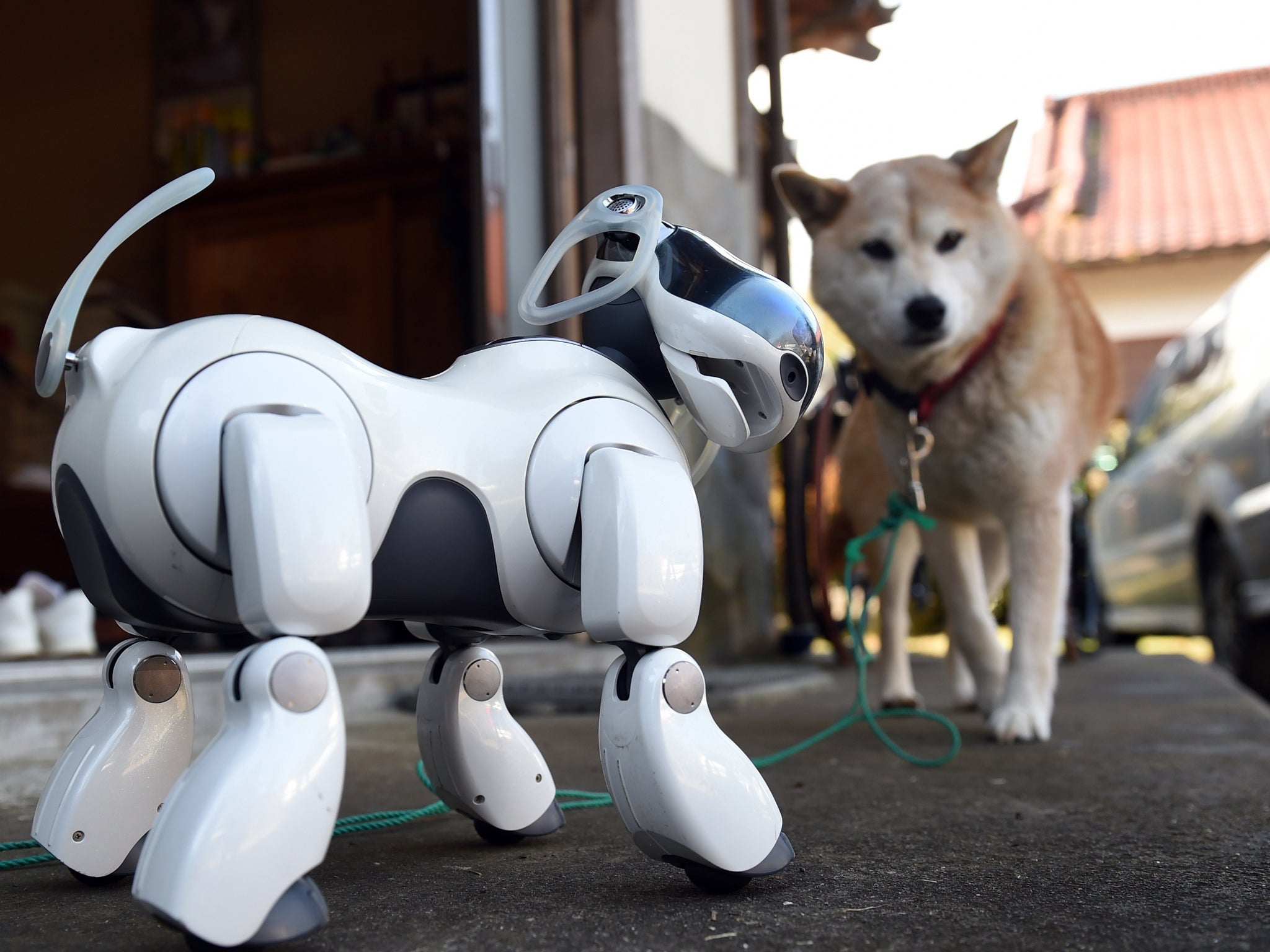 AIBO (L) plays beside 'Kuma,' the Shiba Inu (R) after the funeral for 19 Sony's pet robot AIBOs at the Kofuku-ji temple in Isumi, Chiba prefecture on January 26, 2015