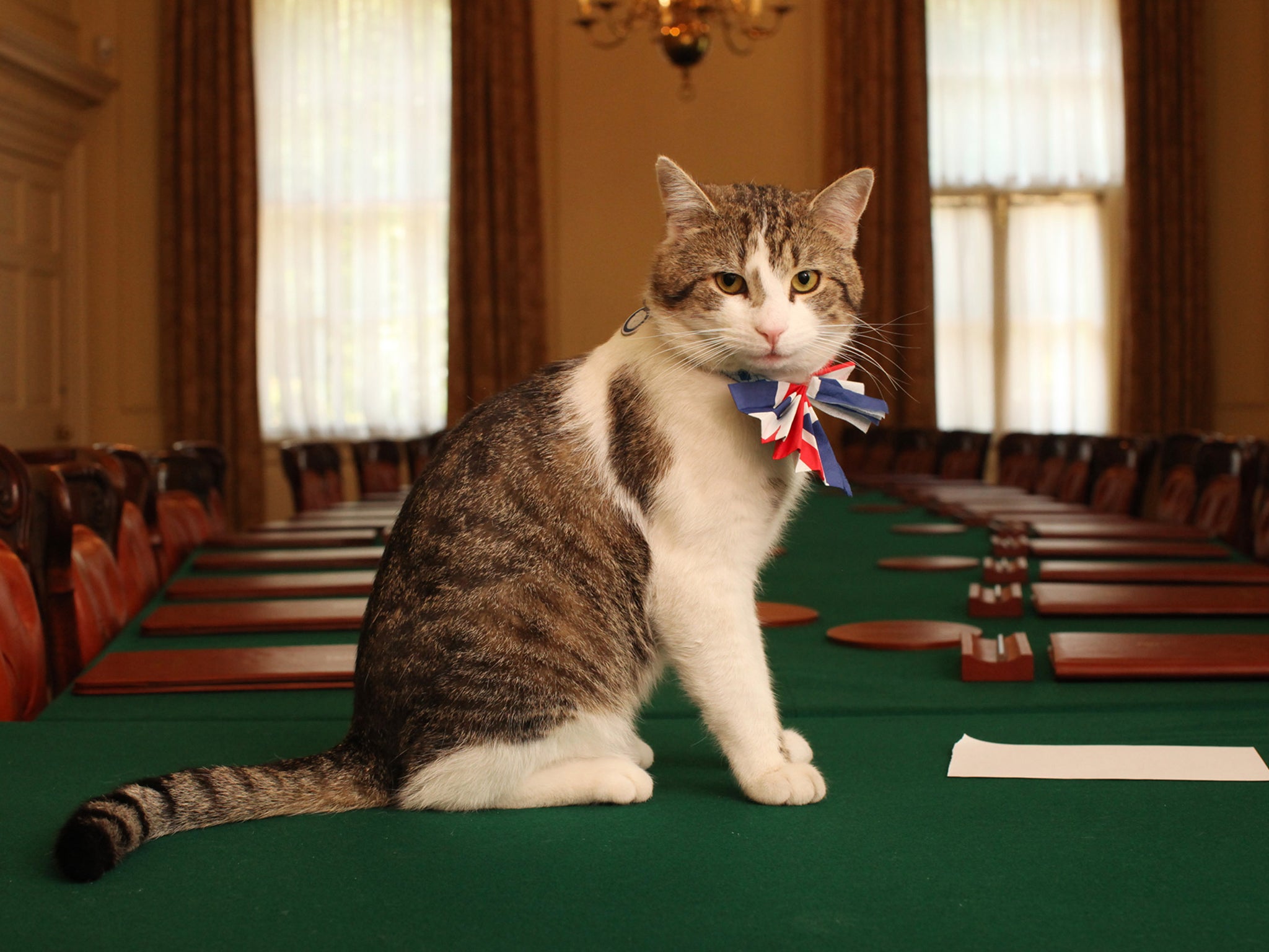 Larry, the Downing Street cat.