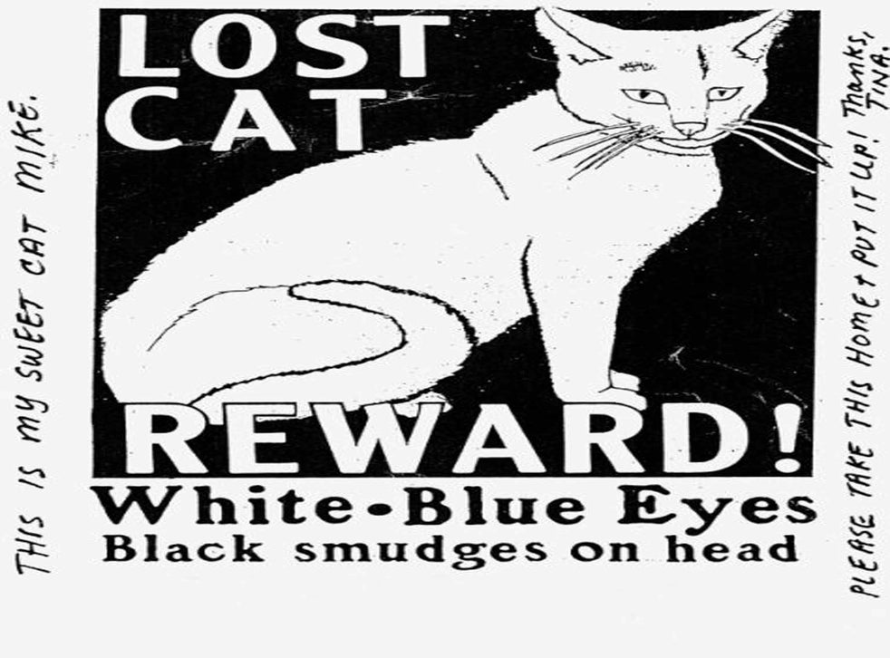 Lost cat essay 08 Lost cat essay 08 image