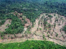 Explosion in Brazilian logging