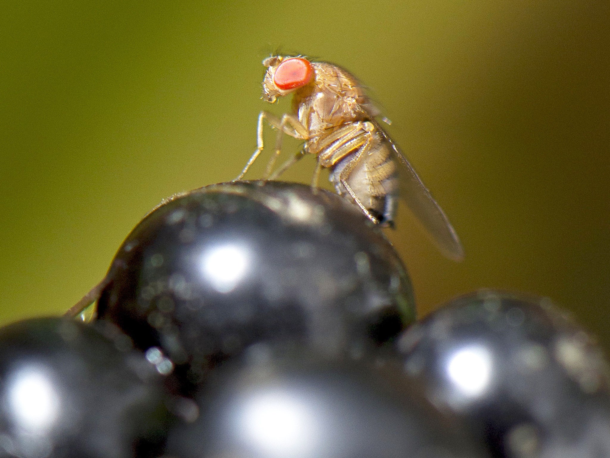 Fruit flies can lay up to 500 eggs at a time