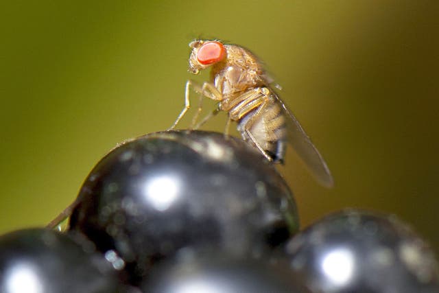 Fruit flies were used in the study because they 'provide a good genetic model for humans'