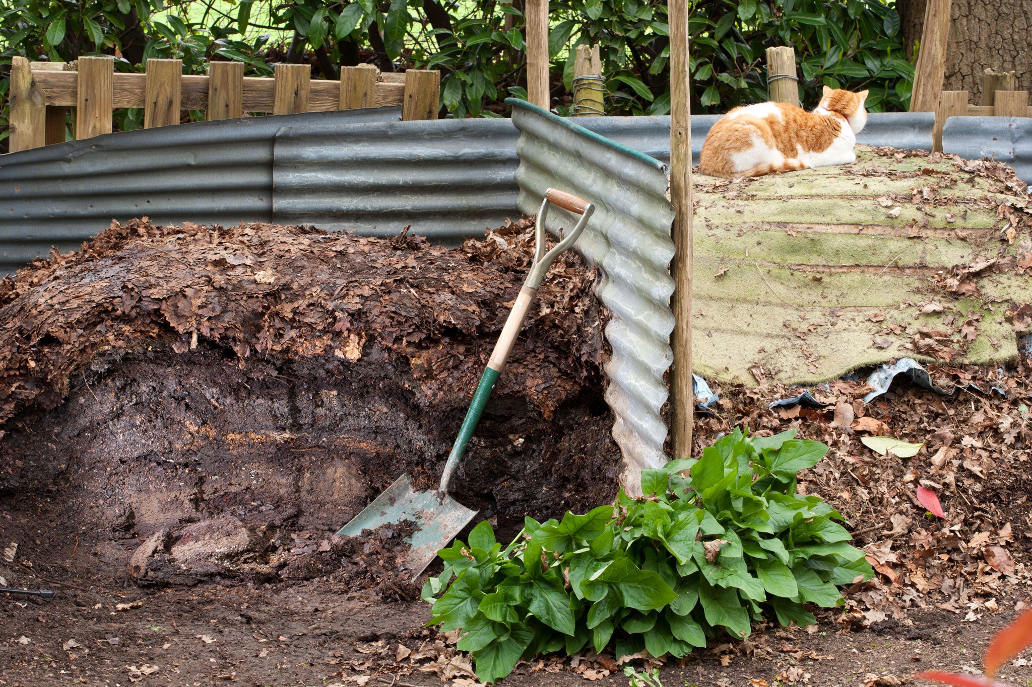 A composted mulch adds fertility to the soil