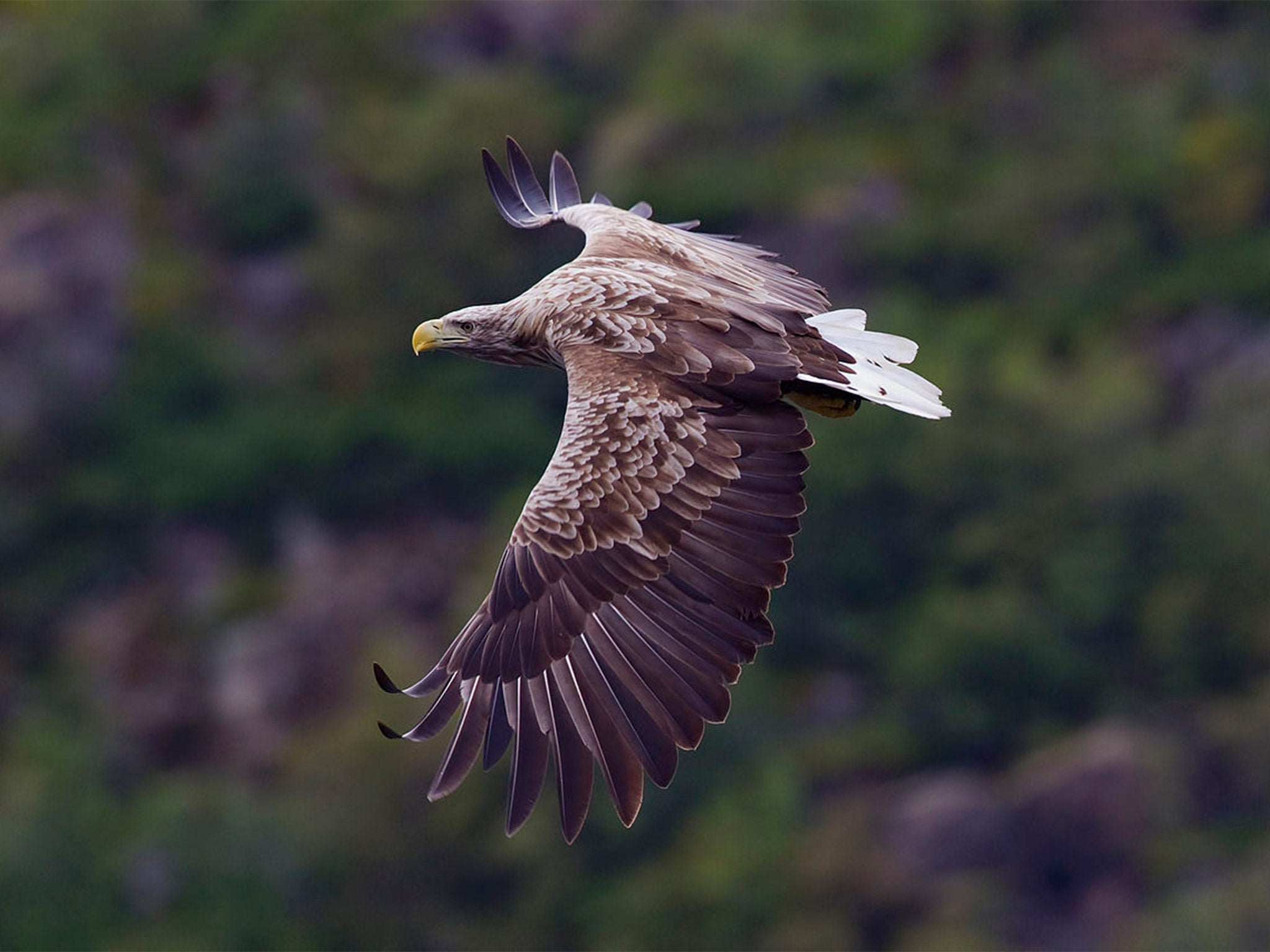 A white-tailed eagle, pictured in Norway (Yathin S Krishnappa)
