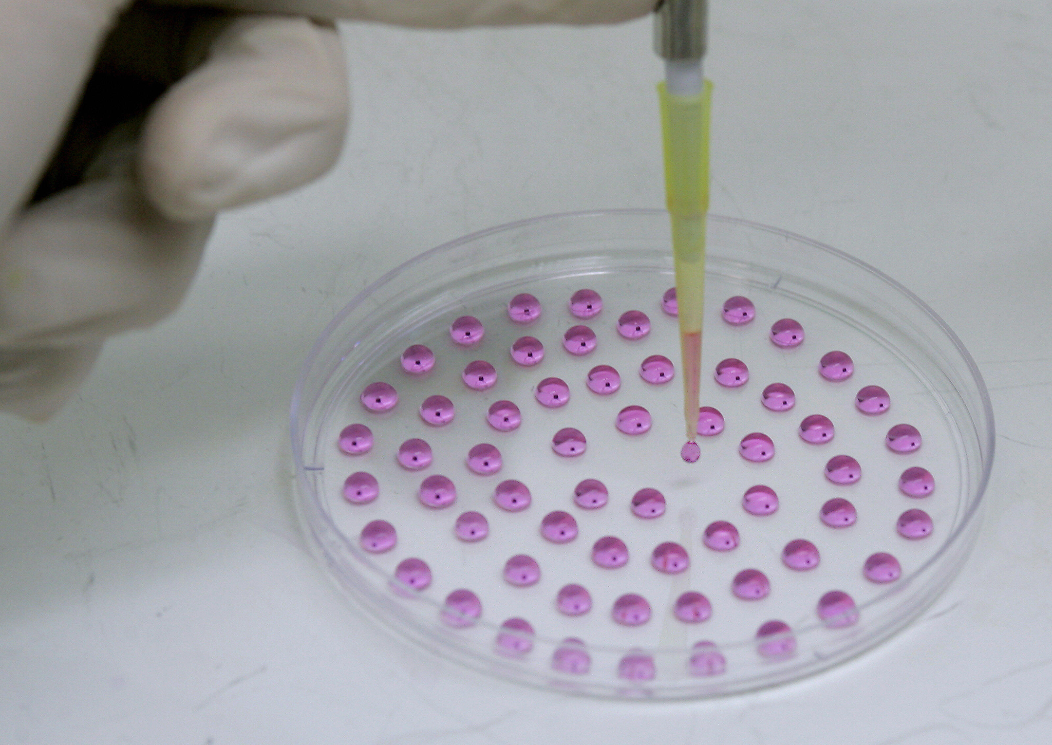 A scientific researcher manipulates drops of stem cells in a laboratory