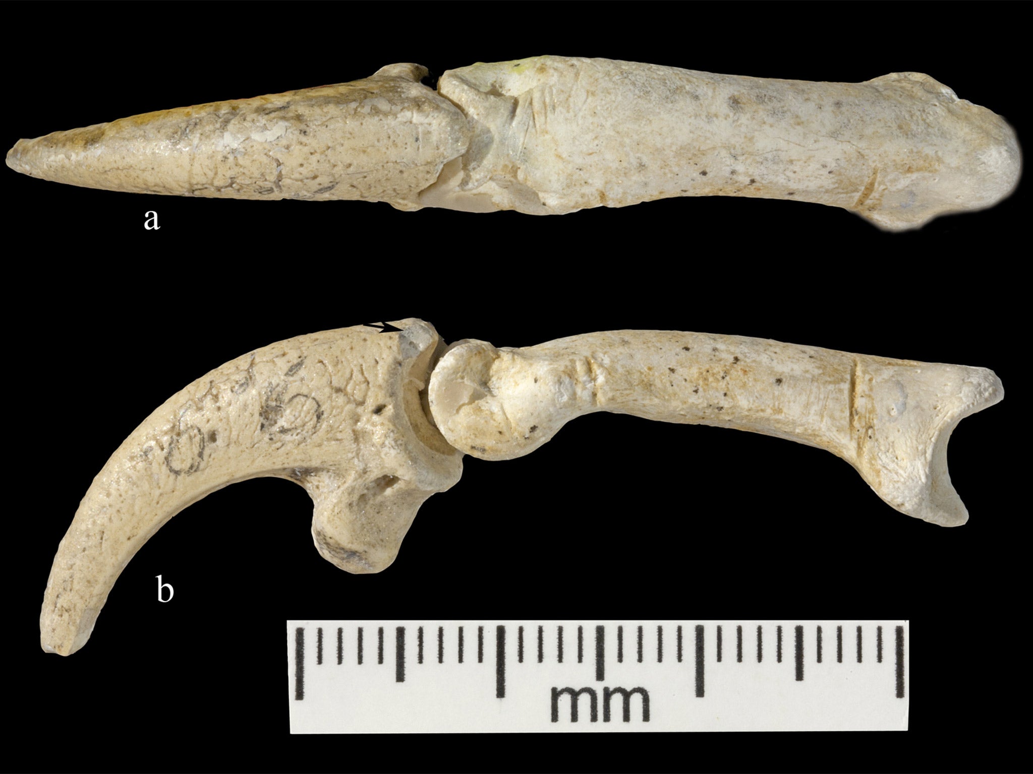 Neanderthals wore eagle talons as jewellery
