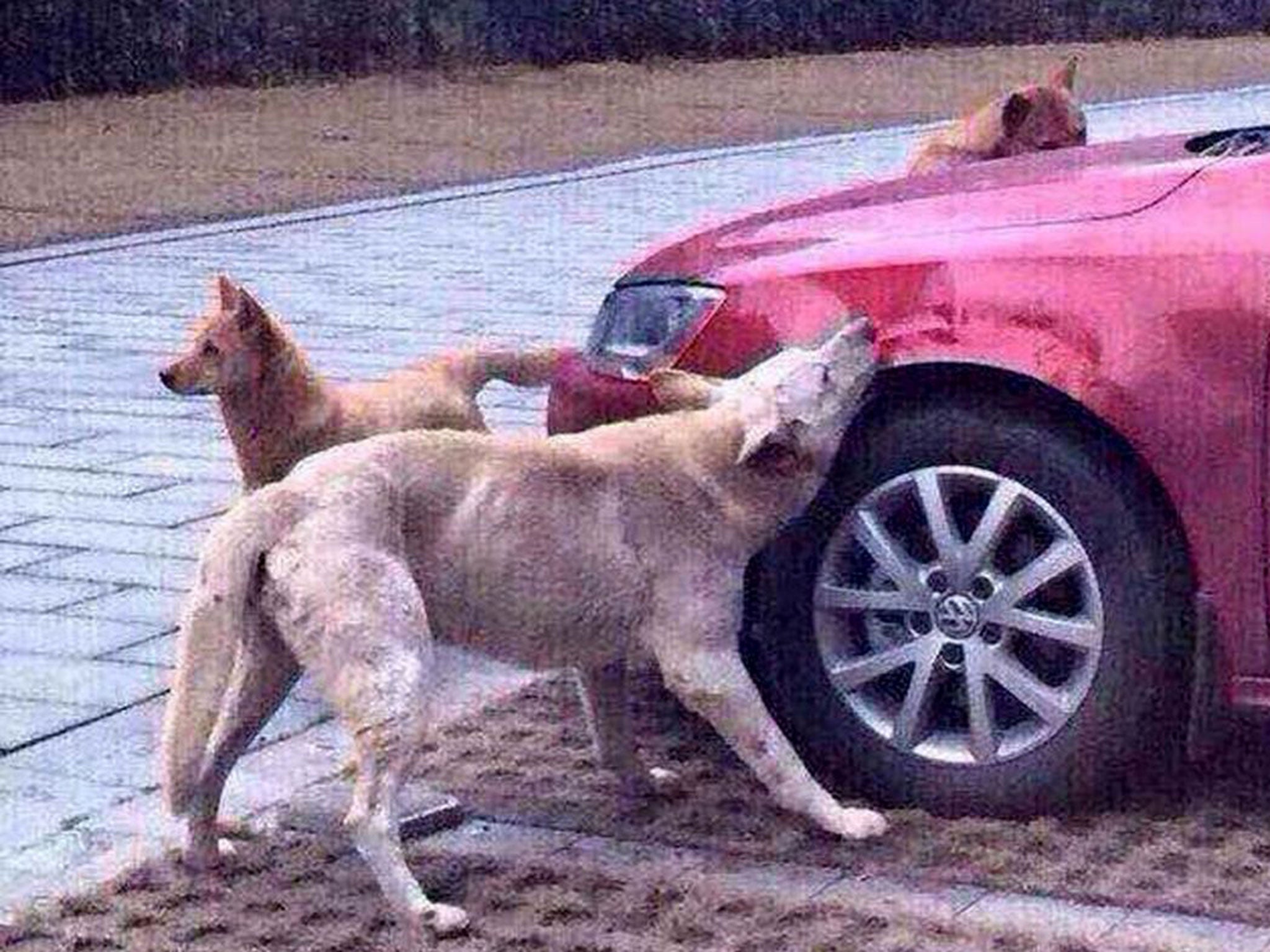 Stray dog gets revenge on man who kicked him by biting car, Chongqing, China