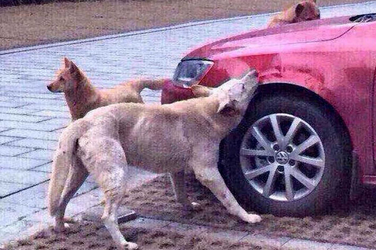 Pack of hounds attack Chinese man's car after he kicks sleeping dog ...