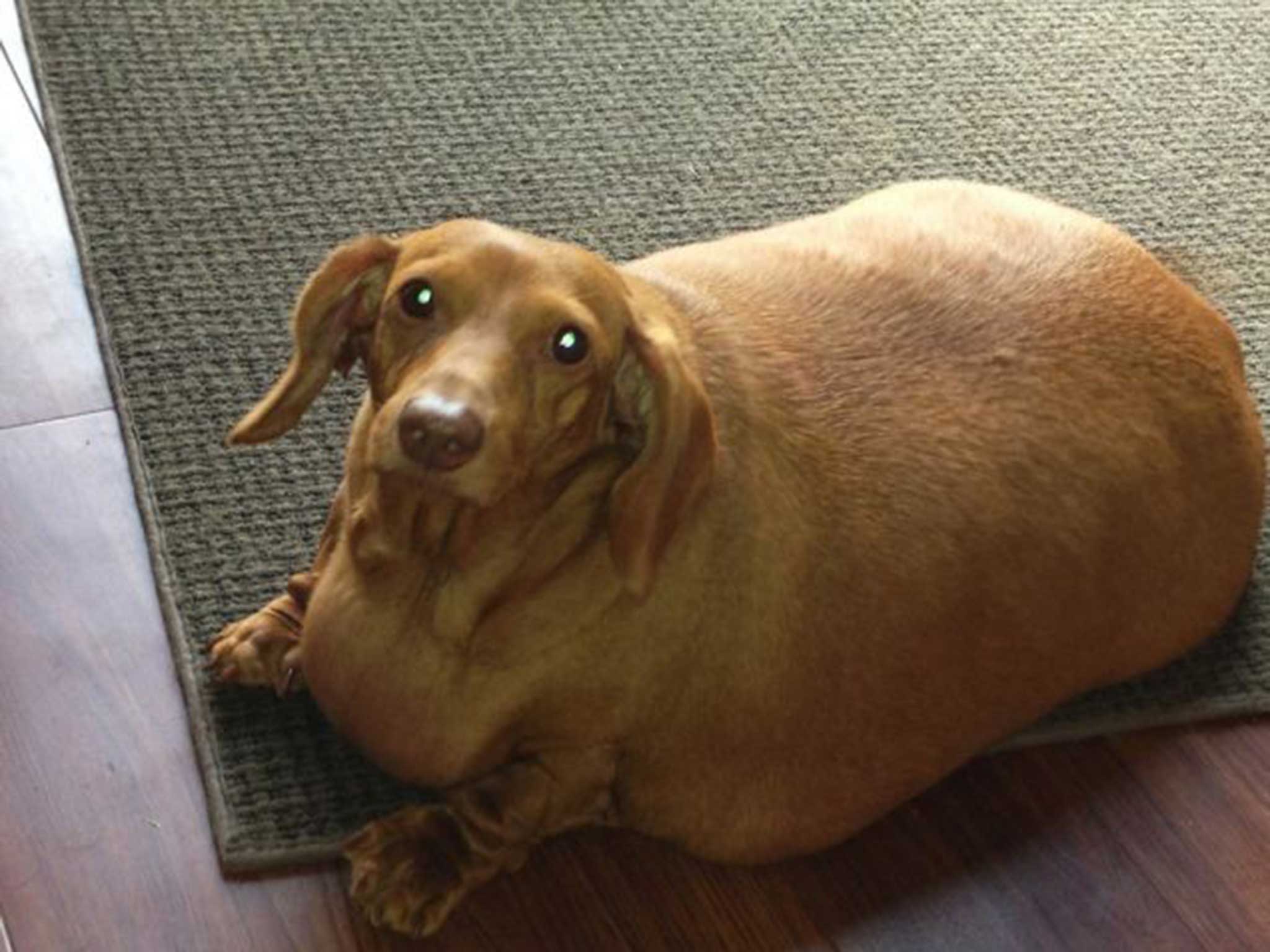 Dennis weighed the equivalent of four to five other dachshunds combined