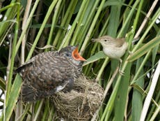 Read more

The hidden beauty of birds’ eggs is seen in a new way