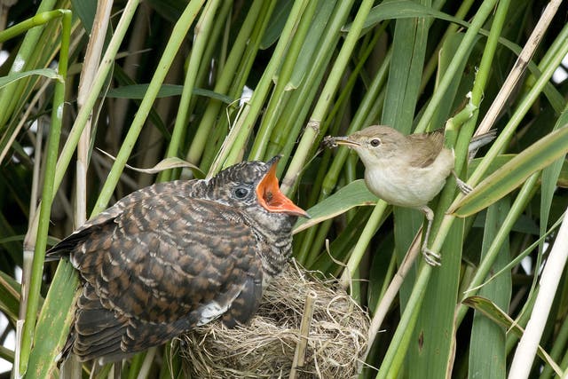 Cuckoos lay their eggs in other birds' nests; here a reed warbler attempts to feed a cuckoo chick already more than twice its size