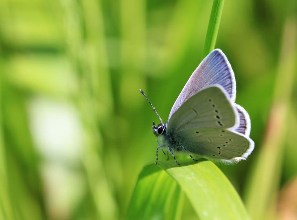 A Small Blue, which is one of the rarest butterflies in the UK