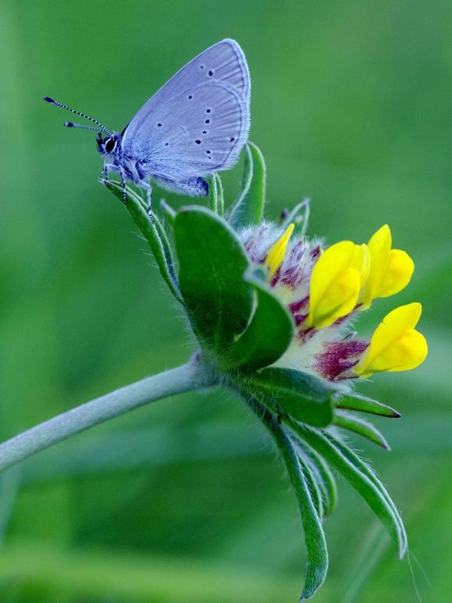 A Small Blue, which is one of the rarest butterflies in the UK (Image: Tim Melling/PA Wire)