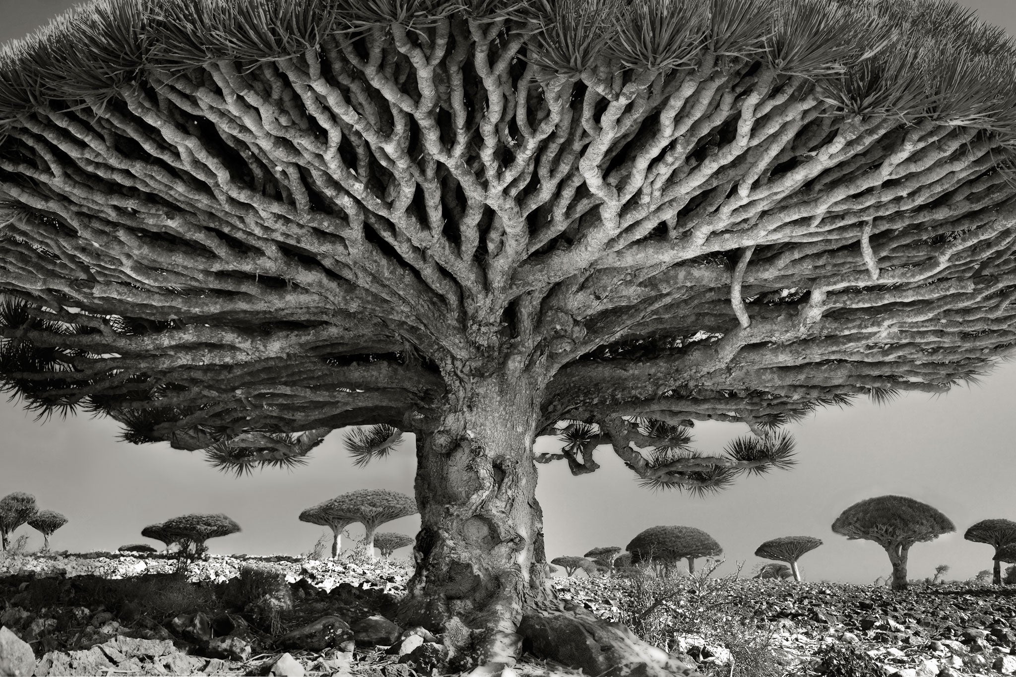 'Heart of the Dragon': This tree can be found in Socotra, an island off the Horn of Africa, and bleeds a scarlet sap when its trunk is cut