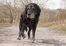 Stolen labrador guide dog is returned by gang with apology note